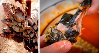 Receta: Caldo de Iguana