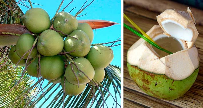 7 razones por las que debes tomar agua de coco