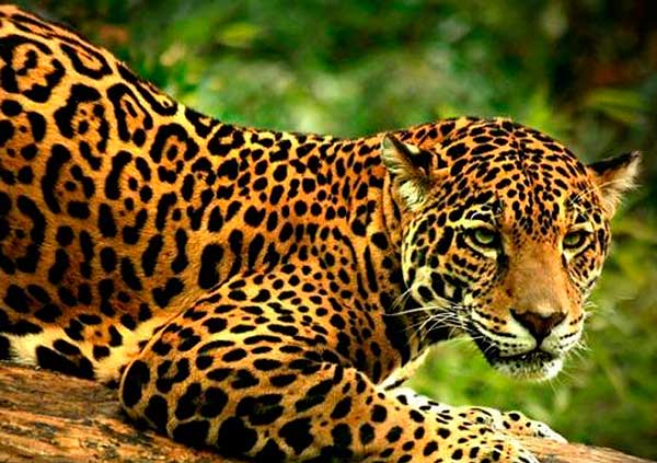Las 5 especies en peligro de extinción en Guerrero