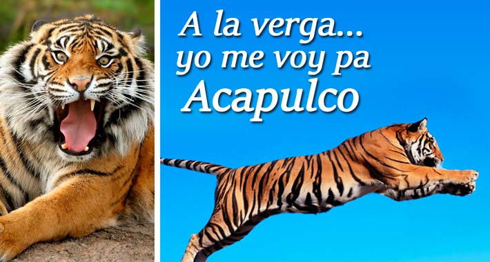 Tigre - Frases Acapulqueñas
