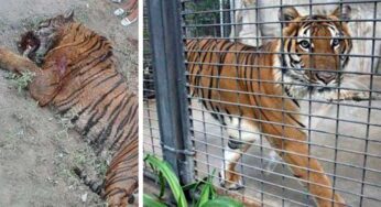 Matan a tigre que se escapó en Coyuca