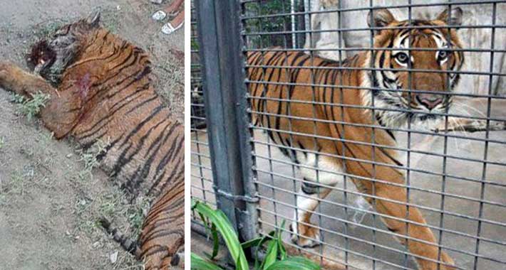 Matan a tigre que se escapó en Coyuca