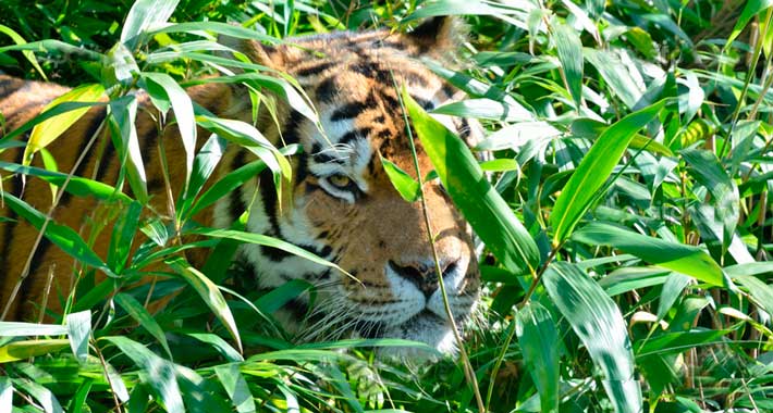 Tigre Ankor sigue vivo y escondido en Coyuca de Benítez