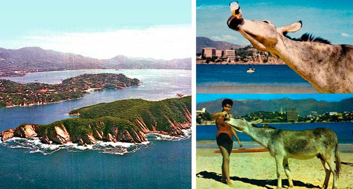 El Burro de la Roqueta: Icono de Acapulco en los 70’s
