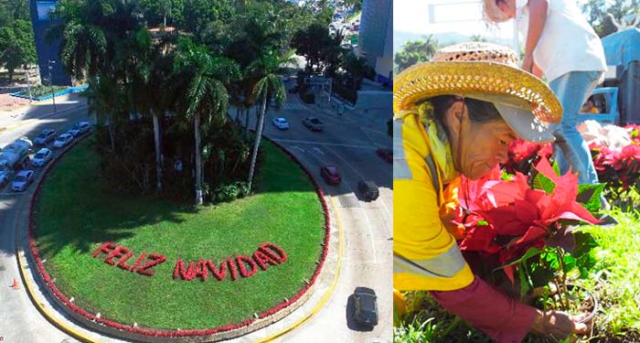 Adornan a Acapulco con 1400 flores de Nochebuena