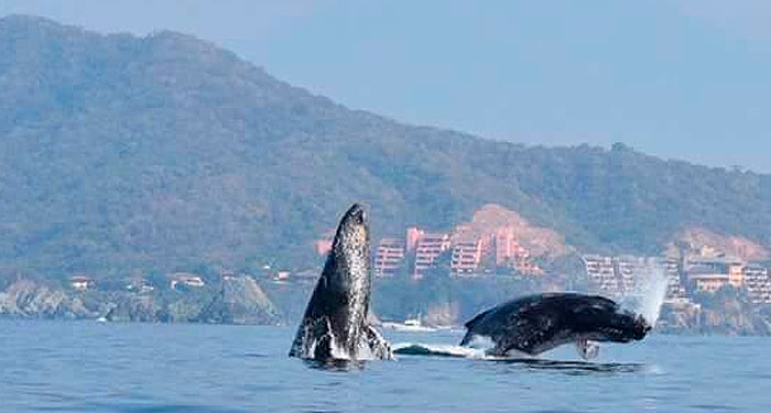 Ballenas visitan la bahía de Acapulco