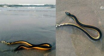 Serpiente Marina sorprende a turistas en Playa Revolcadero