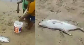 Extraño fenómeno deja a cientos de peces en playas de Pie de la Cuesta