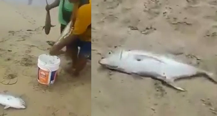 Extraño fenómeno deja a cientos de peces en playas de Pie de la Cuesta